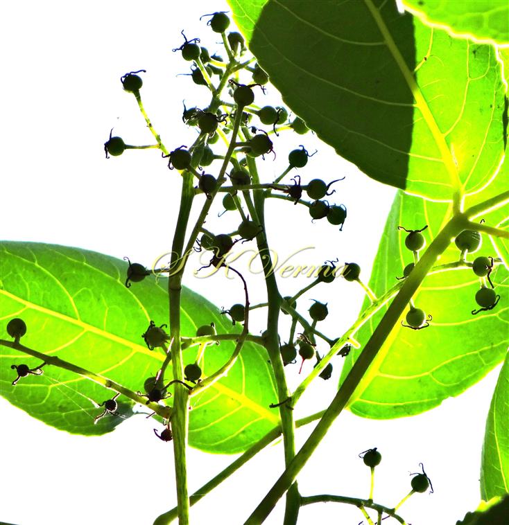  Inflorescence